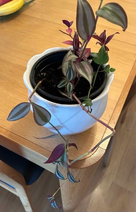 Photo of free Potted plants (L26) #3