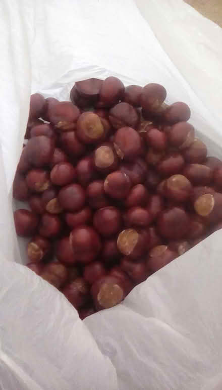 Photo of free Conkers (Chaddesden DE21) #1