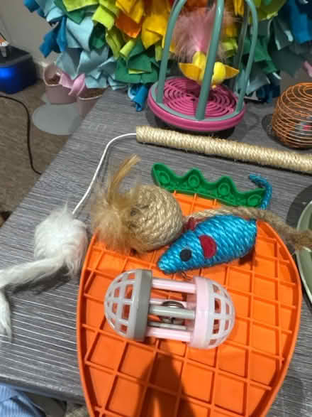 Photo of free Cat accessories (Heywood) #2