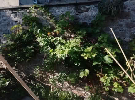 Photo of free Grape vine leaves (Heysham LA3) #1