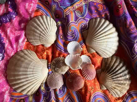 Photo of free sea shells (Belsize Park NW3) #1