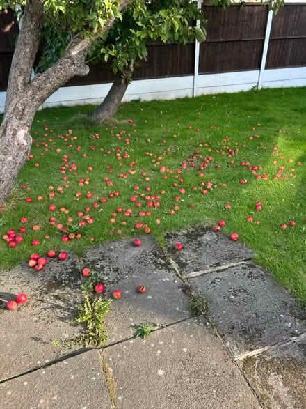 Photo of free Apples (Crosby L23) #1