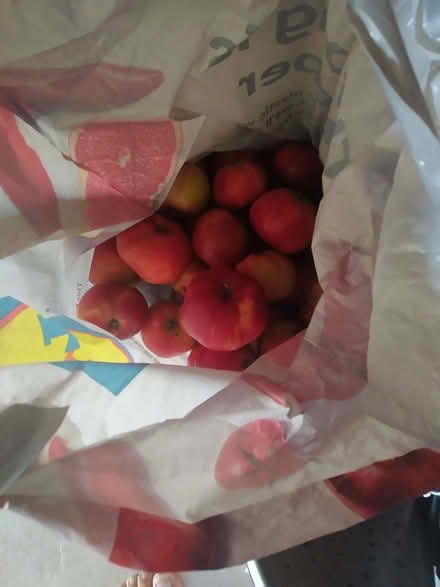 Photo of free Eating apples (Weston SO19) #3