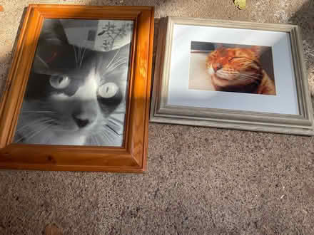 Photo of free Two cat photos in frames (Minehead) #1