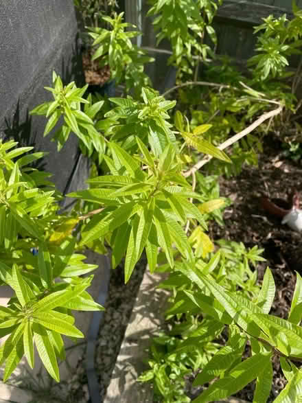 Photo of free Lemon verbena prunings (Pin Green Industrial Area SG1) #1