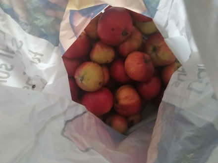 Photo of free Eating apples (Weston SO19) #2