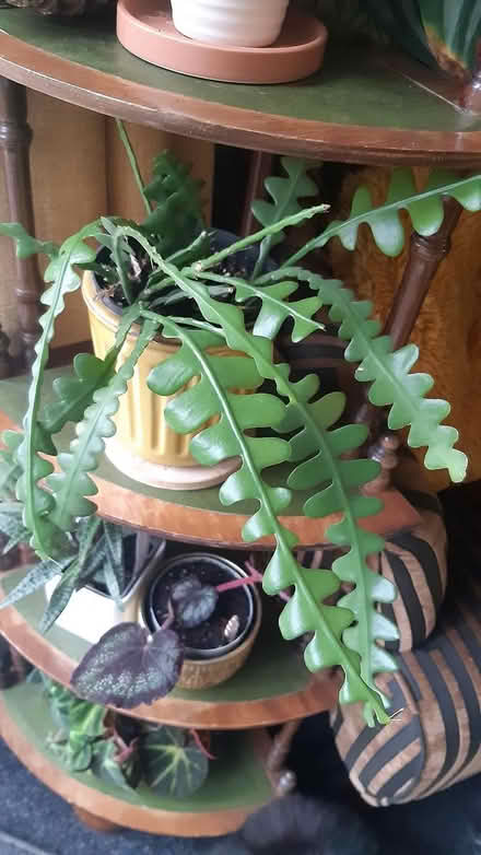 Photo of free Various houseplants (Chesterfield S40) #1