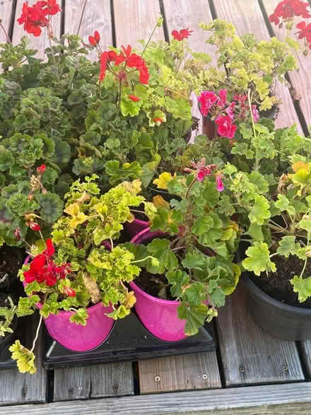 Photo of free Annual flowers - Greenhouse (Tigard) #1