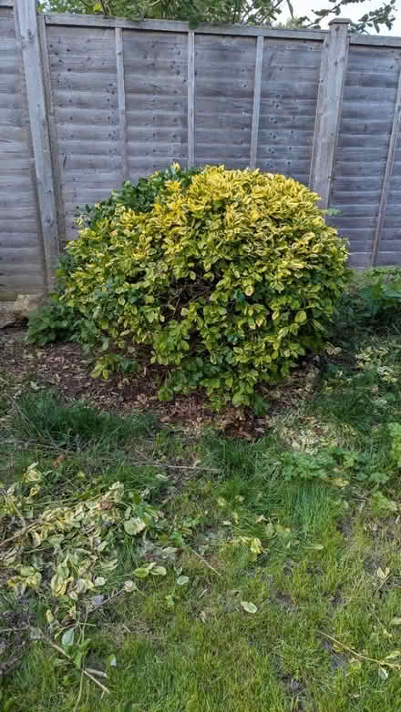 Photo of free Euronymous shrub (Hereford, HR2) #1