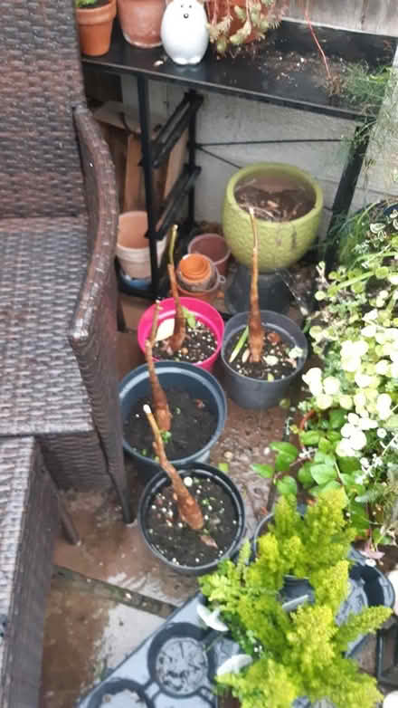 Photo of free Various houseplants (Chesterfield S40) #3