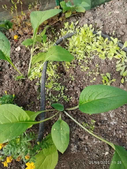 Photo of free Comfrey plants & lettuce seedlings (St Martins SY10) #1
