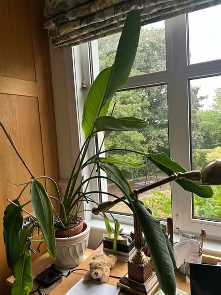 Photo of free House/conservatory plant (Cropston LE7) #1