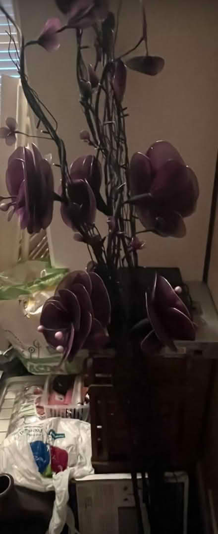 Photo of free Flowers (Ashton in Makerfield WN4) #2