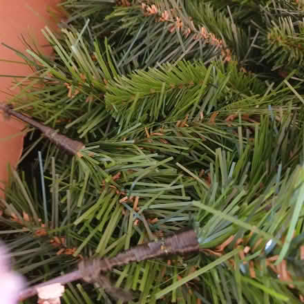 Photo of free good quality 6 ft family xmas tree (seaton EX12) #1