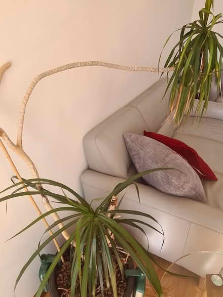 Photo of free Dragon plant (Woodford IG8) #1