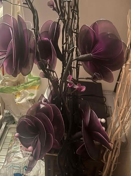 Photo of free Flowers (Ashton in Makerfield WN4) #1