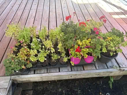 Photo of free Annual flowers - Greenhouse (Tigard) #3
