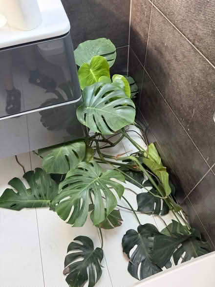 Photo of free big monstera deliciosa (N13) #1