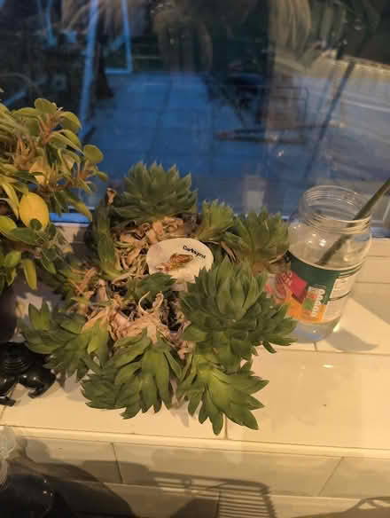 Photo of free Indoor plant cuttings (Brooklands LU7) #2