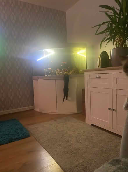 Photo of free Big 350L fish tank (Clitheroe BB7) #1