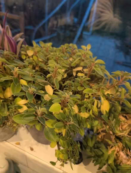 Photo of free Indoor plant cuttings (Brooklands LU7) #3