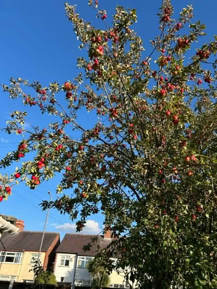 Photo of free Apples (Crosby L23) #2