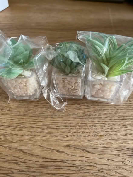 Photo of free Succulent fridge magnets (3) (New Hinksey OX1) #1