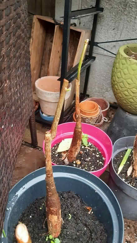 Photo of free Various houseplants (Chesterfield S40) #4