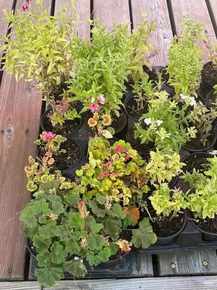 Photo of free Annual flowers - Greenhouse (Tigard) #2