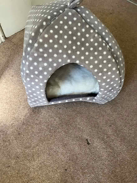 Photo of free Cat bed (L19) #1