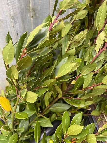 Photo of free Fresh bay leaves (St Leonards TN38) #1
