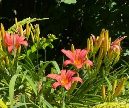 Photo of free Plants looking for a new home (TQ12 4SN) #4