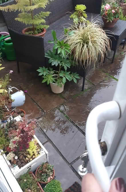Photo of free Various houseplants (Chesterfield S40) #2