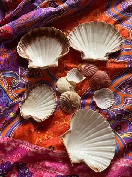 Photo of free sea shells (Belsize Park NW3) #2