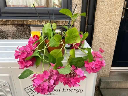 Photo of free Hydrangea (Caton) #1