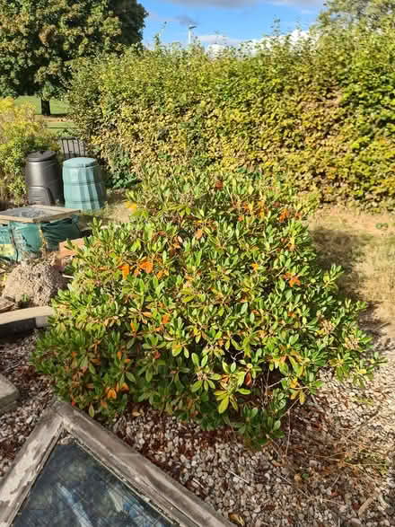 Photo of free Small, mature light pink rhododendron. (Inch Park EH16) #1