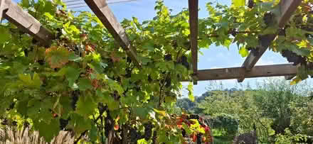 Photo of free Red wine grapes (Dilton Marsh 4DZ) #1