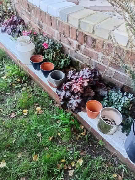 Photo of free plants (Whitehill GU35) #3