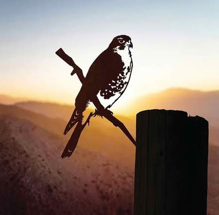 Photo of free Falcon (Mavis and Rathburn) #1