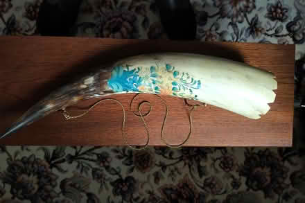 Photo of free Cows horn (Belper DE56) #1