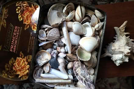 Photo of free An old box of sea shells (Belper DE56) #2