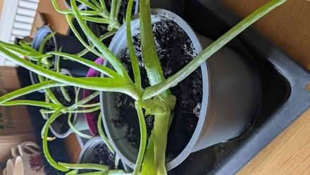Photo of free Aloe Vera plants (Caldy Valley CH3) #3