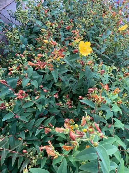 Photo of free Shrubs/hedge (Letchworth wilbury) #1