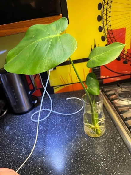 Photo of free Monstera rooted cutting (Kensington W8) #1