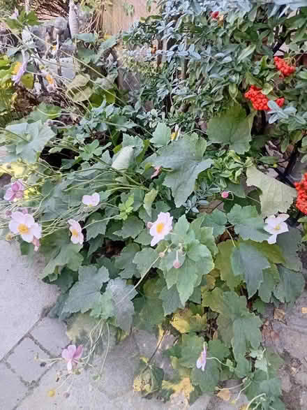 Photo of free plants (Whitehill GU35) #4