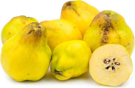 Photo of free Quinces! (Lambridge) #1