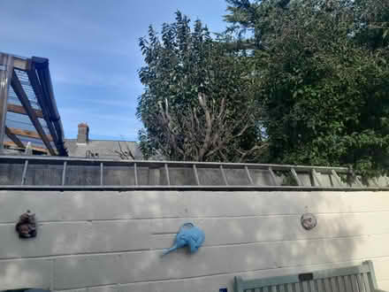 Photo of free Ladder (East Wall Dublin3) #1