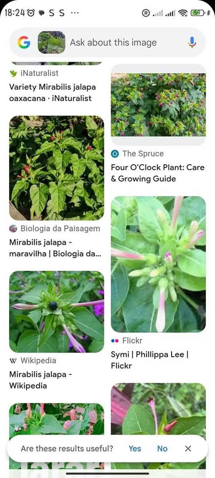 Photo of free Mirabilis Jalapa and others (Upper Holloway N19) #1