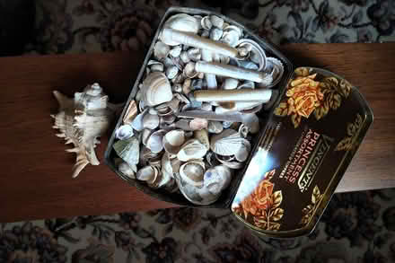 Photo of free An old box of sea shells (Belper DE56) #1