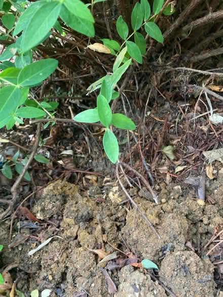 Photo of free Shrubs/hedge (Letchworth wilbury) #3